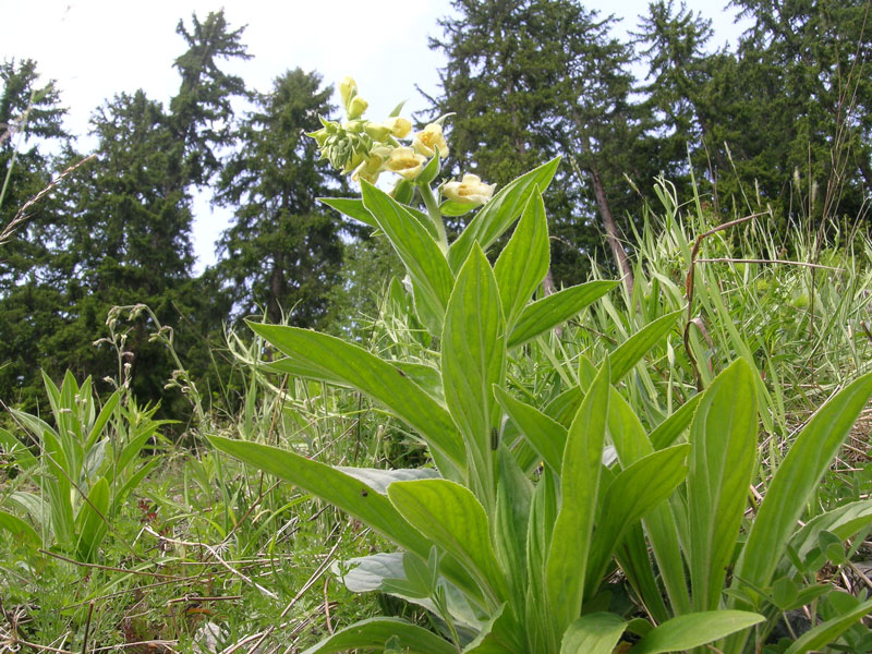 Digitalis grandiflora / Digitale gialla grande