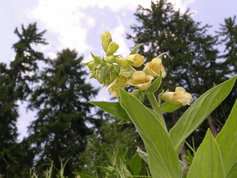 Digitalis grandiflora / Digitale gialla grande