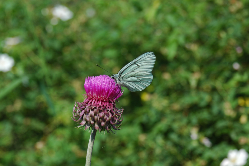 Aporia crataegi