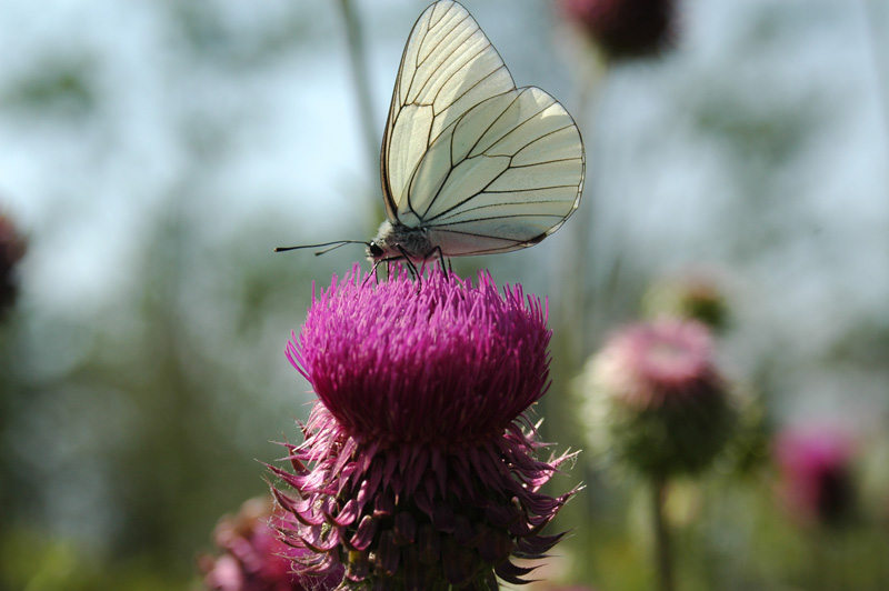 Aporia crataegi