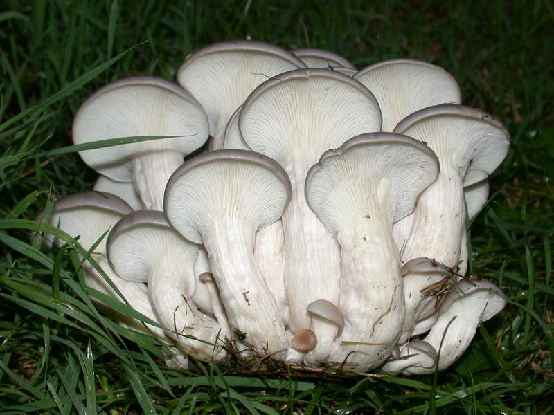 Nel parco sotto casa, Pleurotus ostreatus