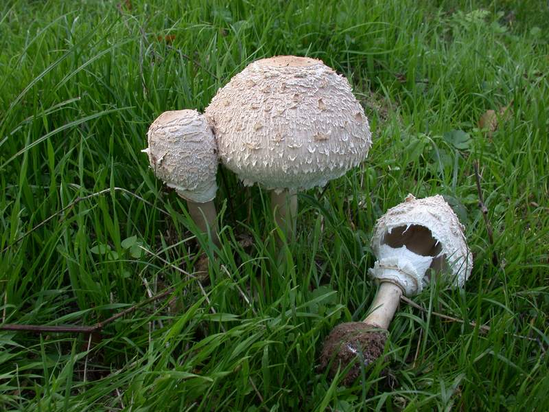 Una lepiota pi ...una meno...