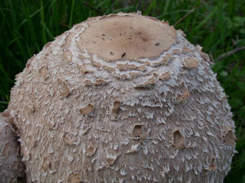 Una lepiota pi ...una meno...