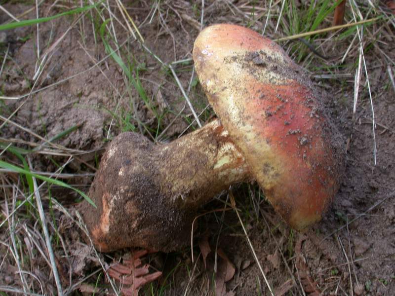 A proposito di Cortinari......