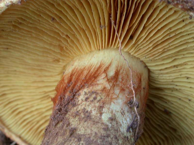 A proposito di Cortinari......