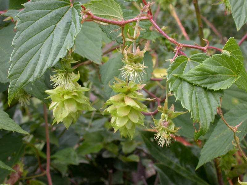 Humulus lupulus / Luppolo