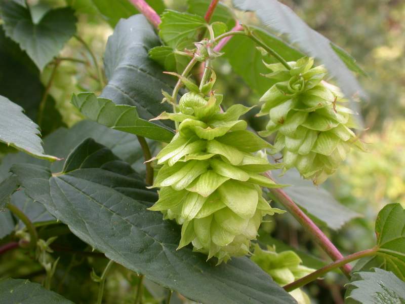 Humulus lupulus / Luppolo