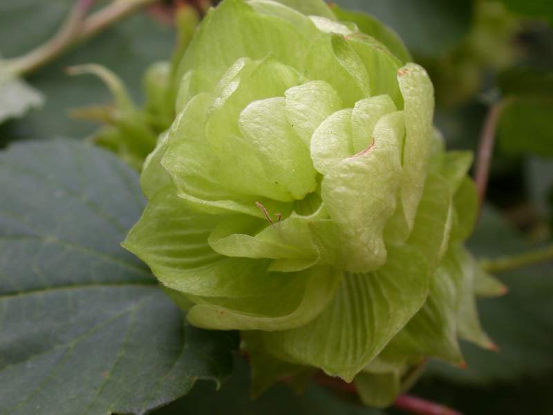Humulus lupulus / Luppolo