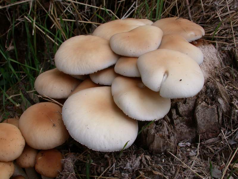 Agrocybe aegerita