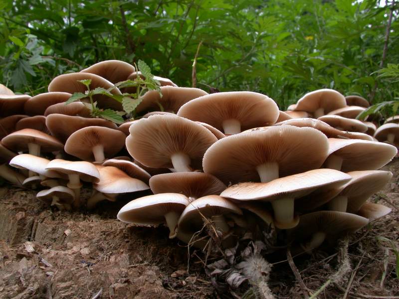 Agrocybe aegerita