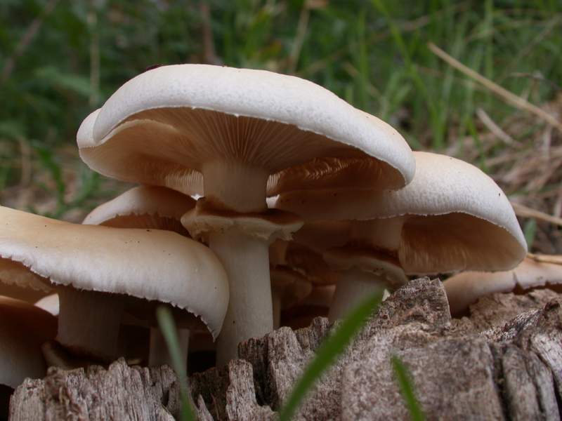 Agrocybe aegerita