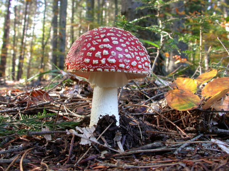Amanita muscaria