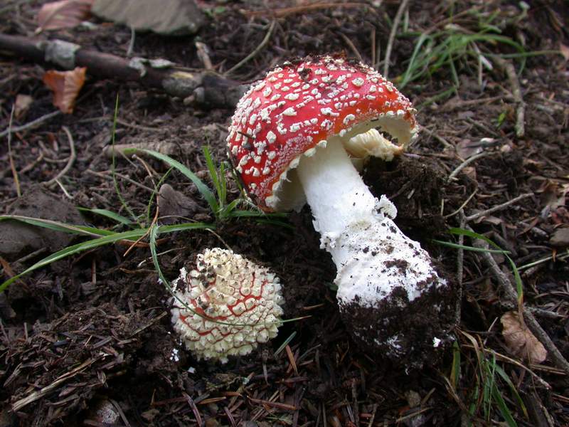 Amanita muscaria