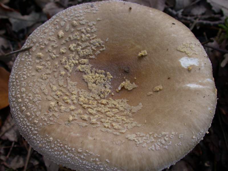 Amanita franchetii