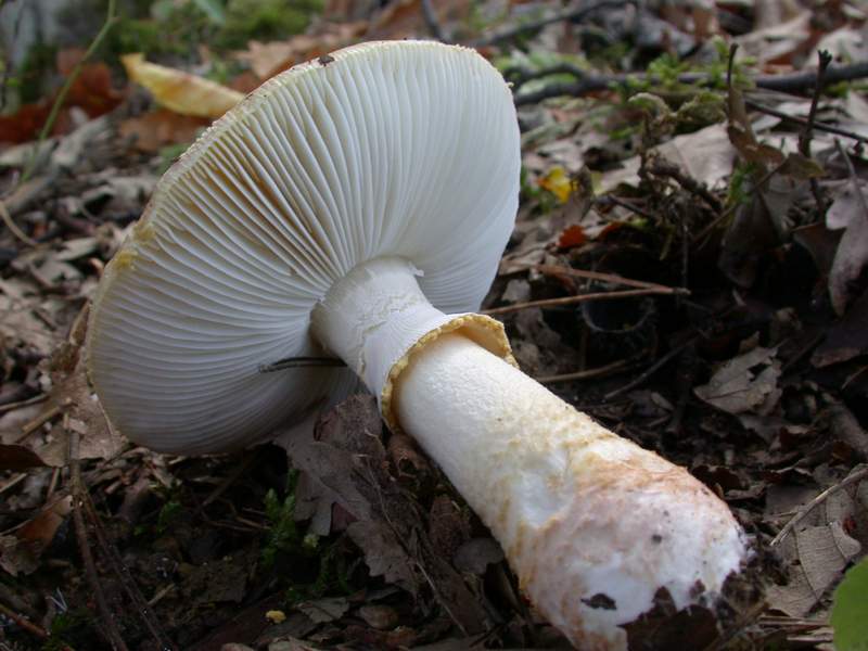 Amanita franchetii