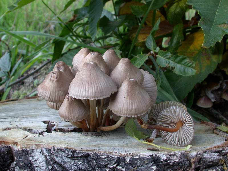 Mycena......