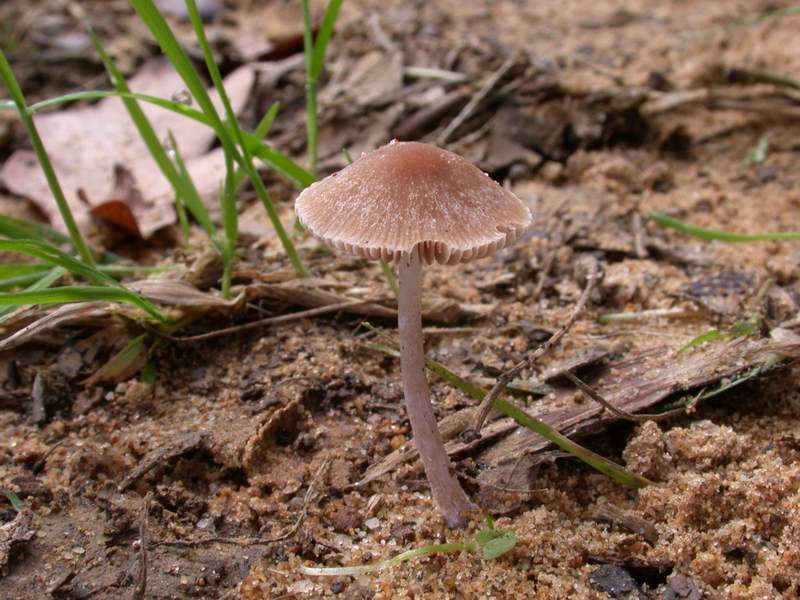Galerina embolus ? (cfr. Psathyrella sp.)