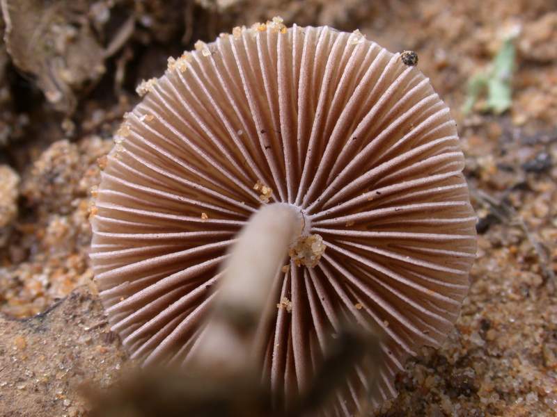 Galerina embolus ? (cfr. Psathyrella sp.)