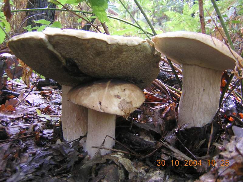 L''emozione di Shamrock