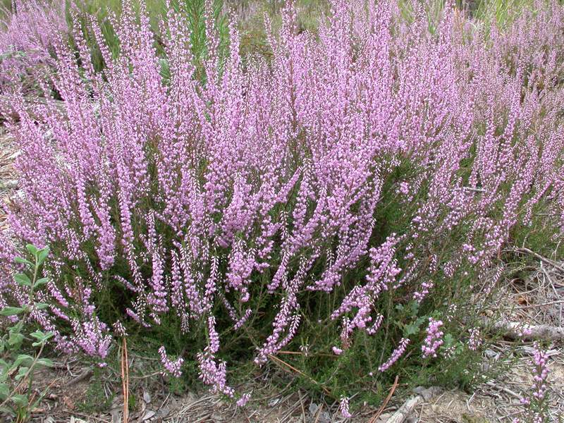Calluna vulgaris / Brugo