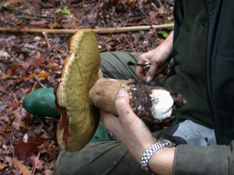 L''emozione di Shamrock