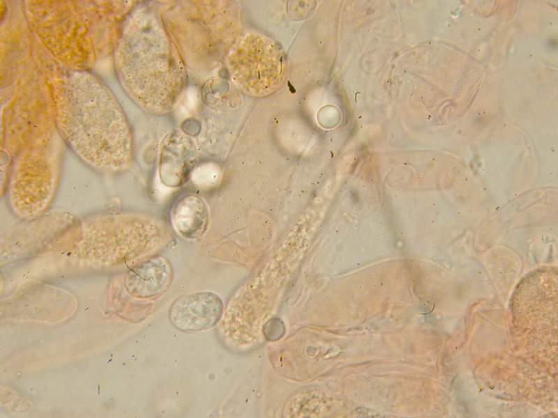 Io la determinerei cos�...........