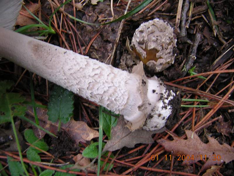 Ancora un Amanita......