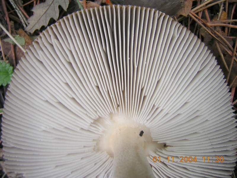 Ancora un Amanita......