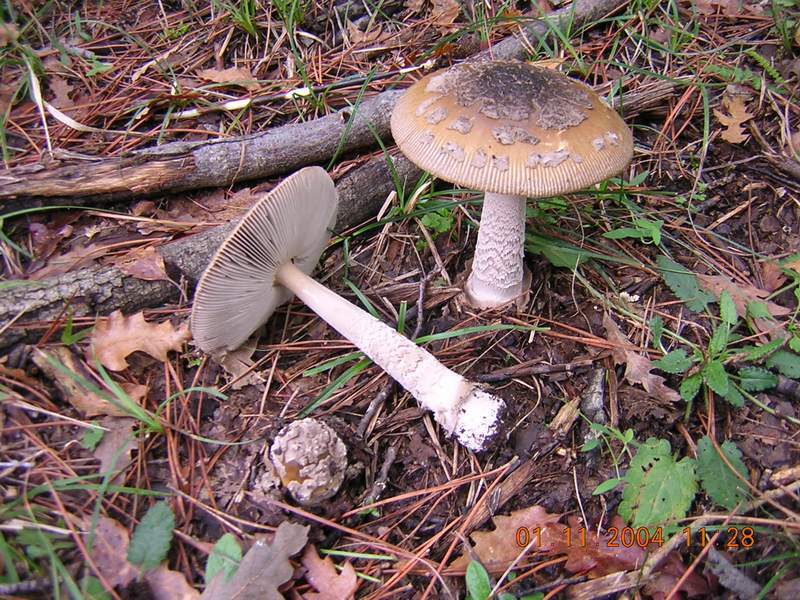 Ancora un Amanita......