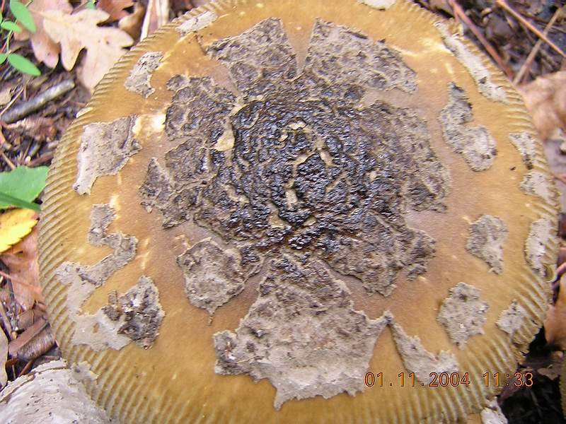 Ancora un Amanita......
