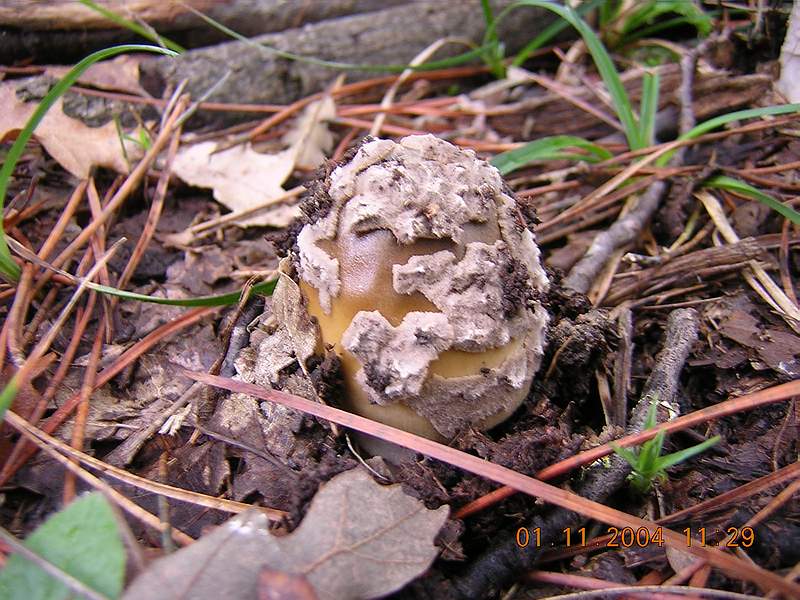 Ancora un Amanita......
