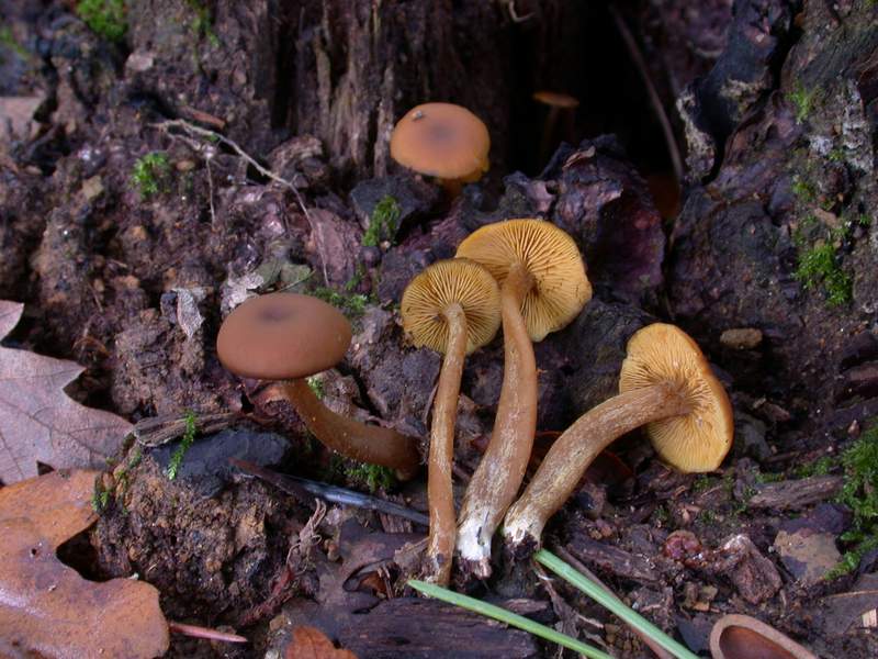 Gerronema chrysophyllum .....