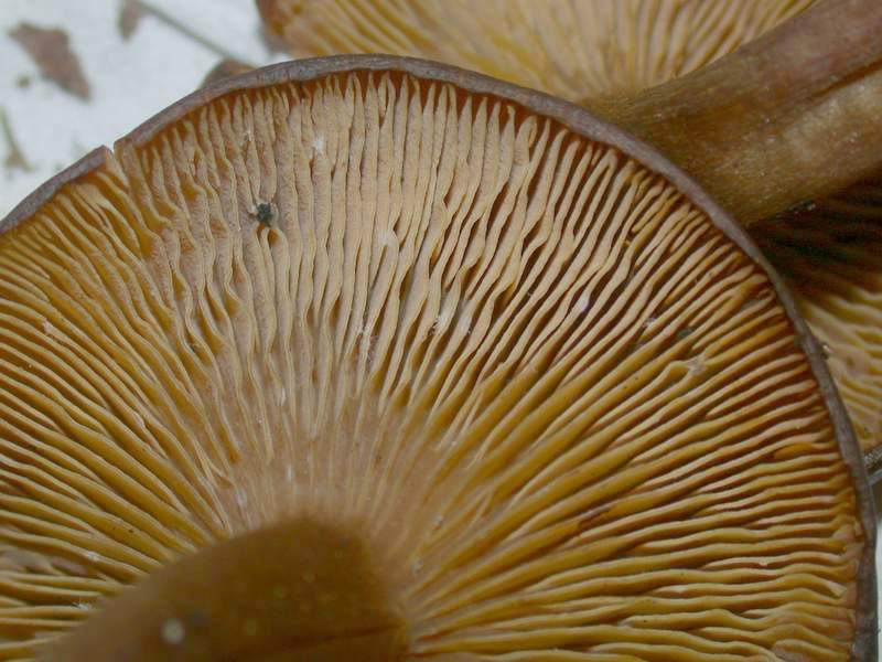 Gerronema chrysophyllum .....