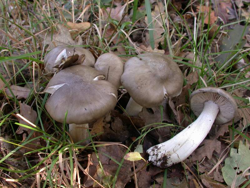 Entoloma......?