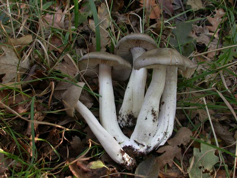 Entoloma......?