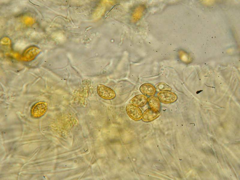 Ancora un fungo per Enzo.....