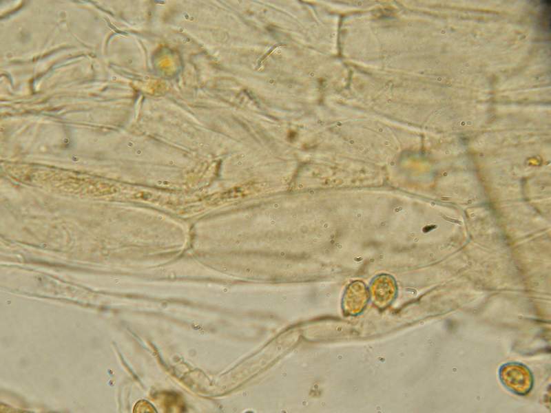 Ancora un fungo per Enzo.....