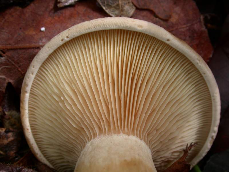 Clitocybe alexandrii