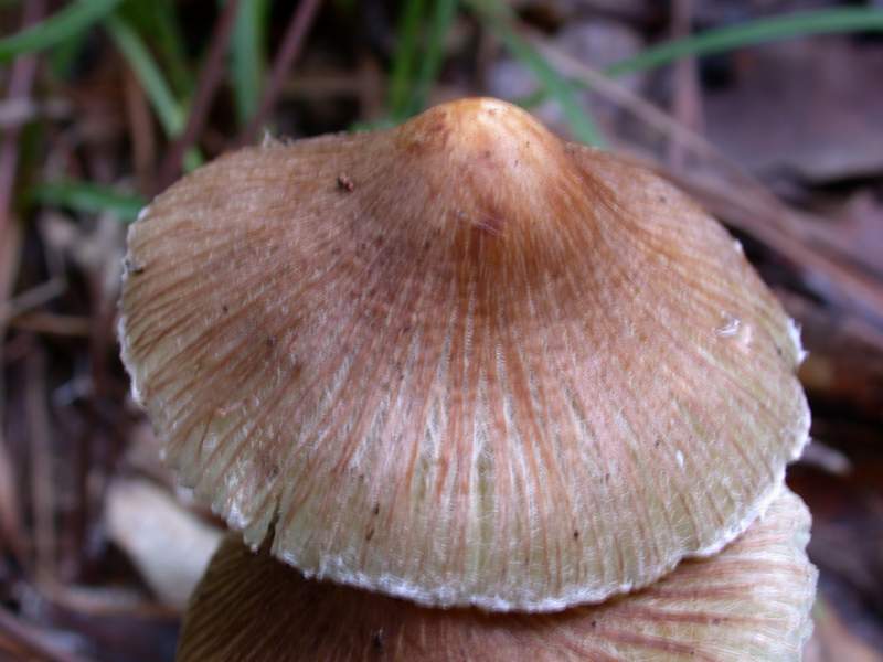 Un Inocybe.....