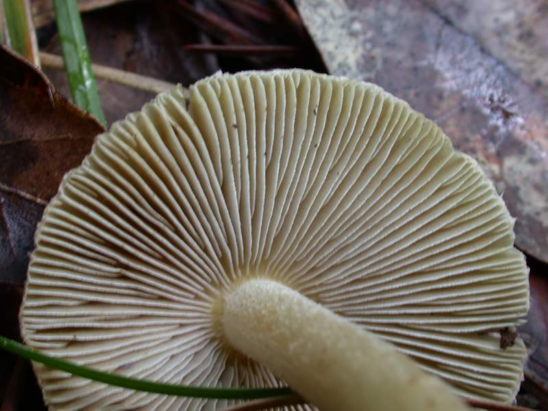 Un Inocybe.....