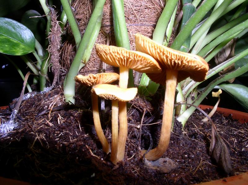 Ancora un fungo per Enzo.....