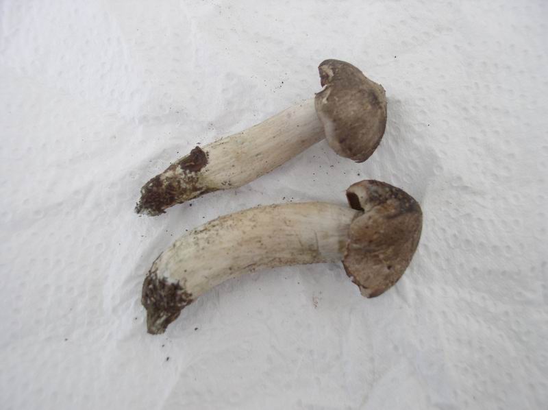 Tricholoma bresadolanum