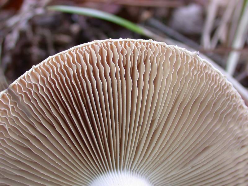 Io la determinerei cos�...........