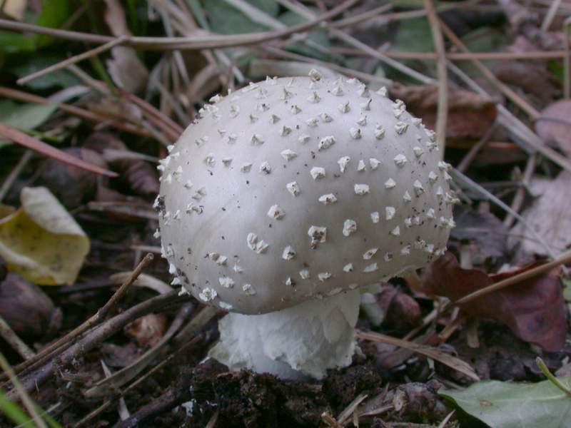 Io la determinerei cos�...........