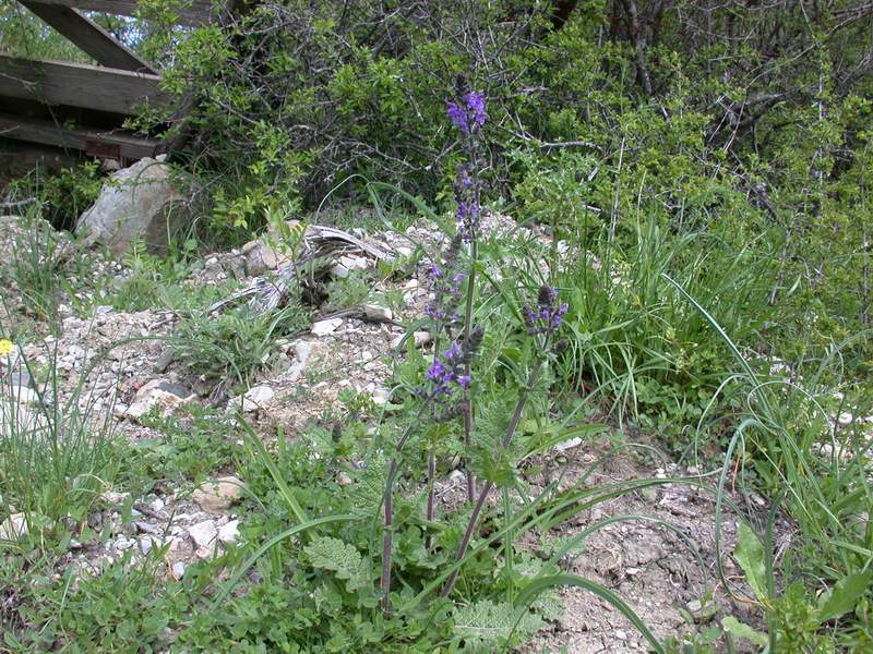 Salvia verbenaca / Salvia minore