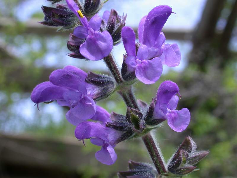 Salvia verbenaca / Salvia minore