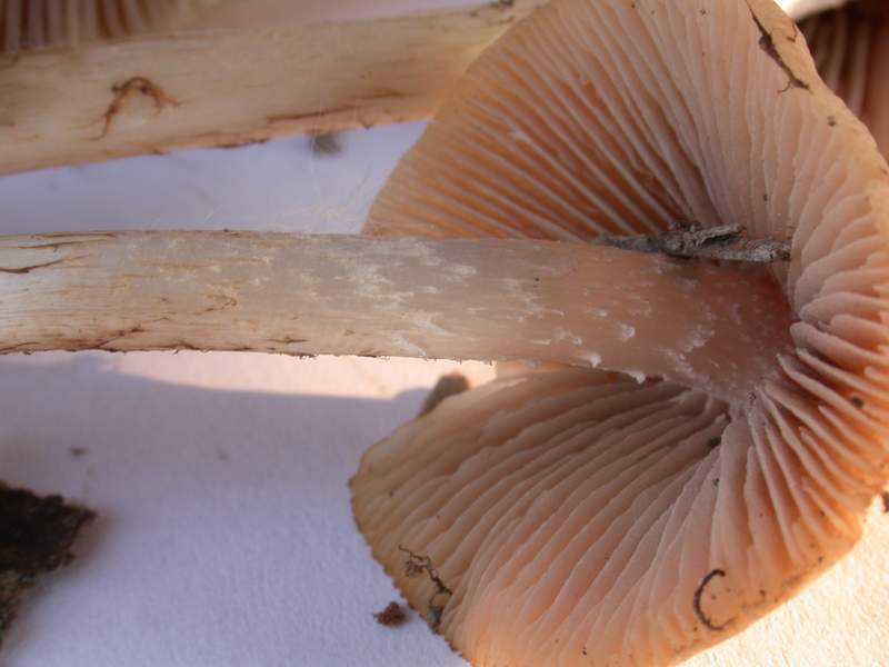 Psathyrella grisea