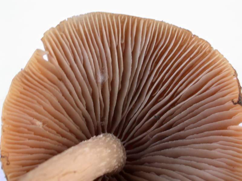 Psathyrella grisea