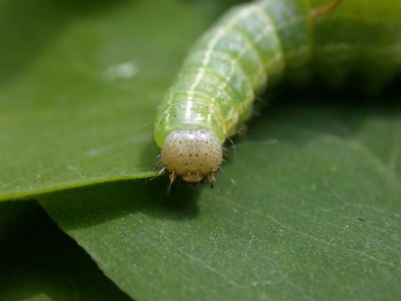 Trypocopris pyrenaeus splendens e Morimus asper