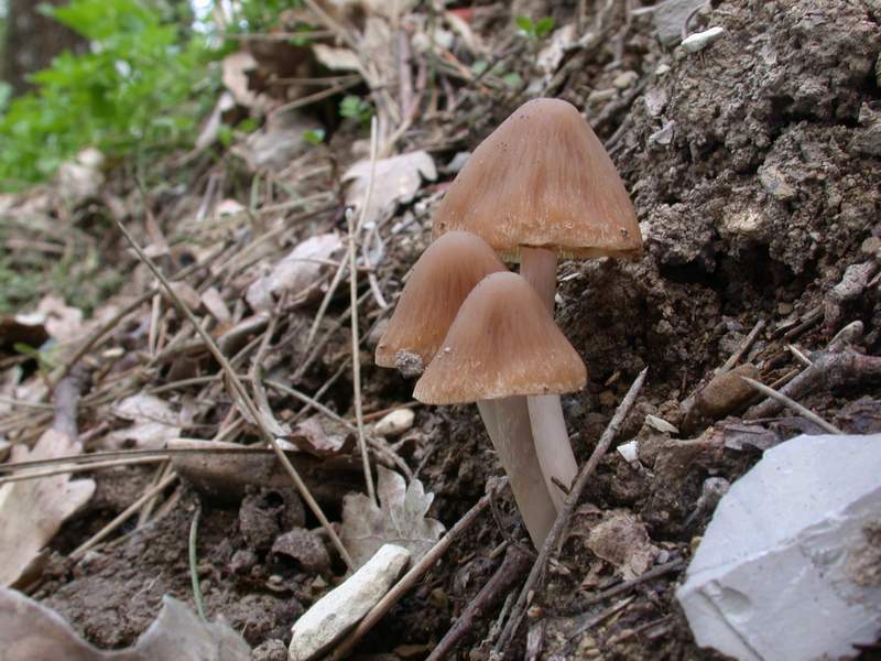 Psathyrella grisea